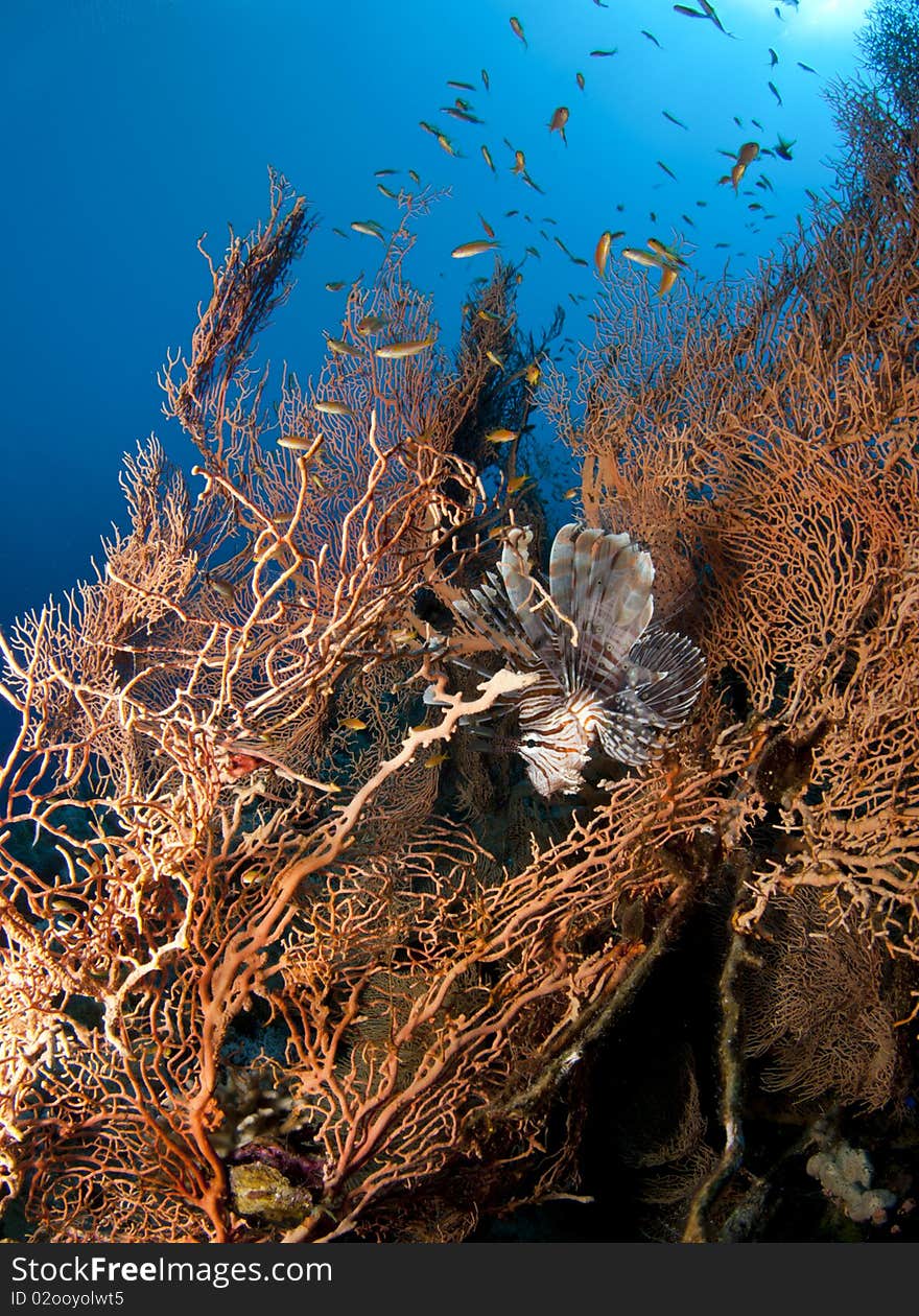 Lionfish in gorgonian sea fan in red sea