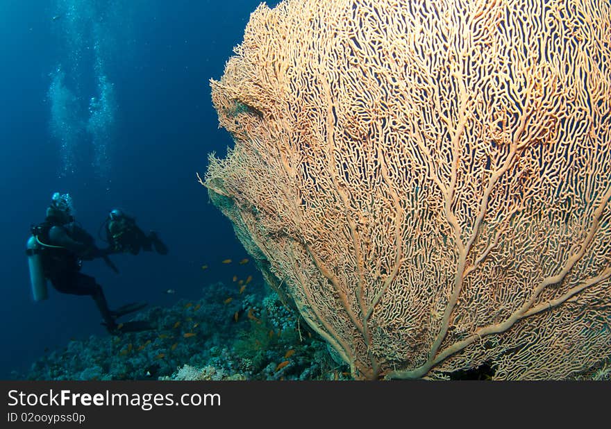 Gorgonian sea fan and diver in the red sea