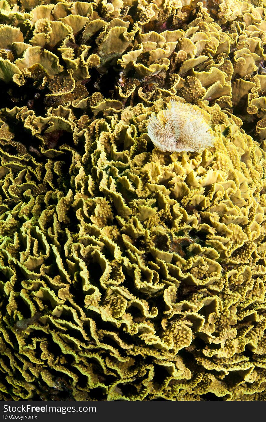 Letuce coral with tube worm