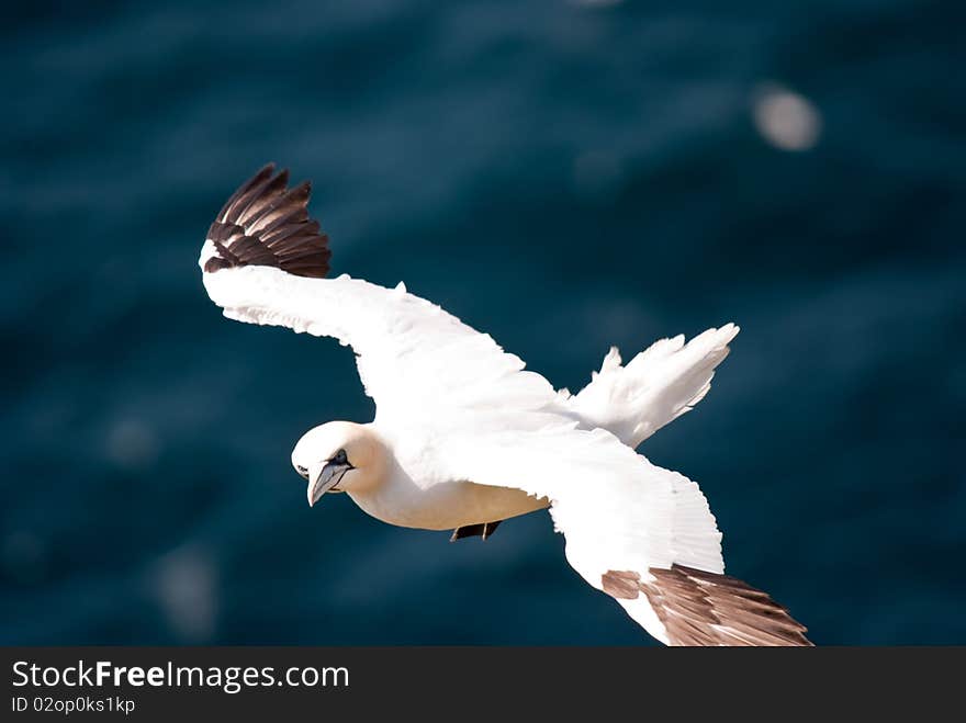 Flying Gannet on a dark blue background (The sea)