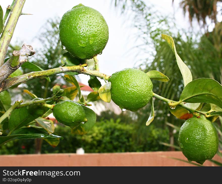 Lemons with rain drops on the tree.