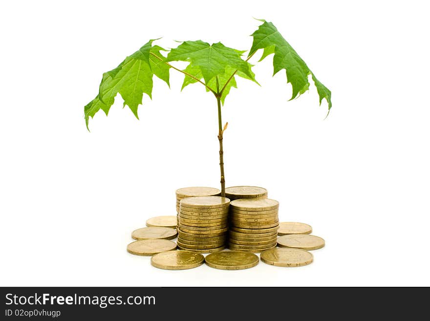 Coins and plant on a white background