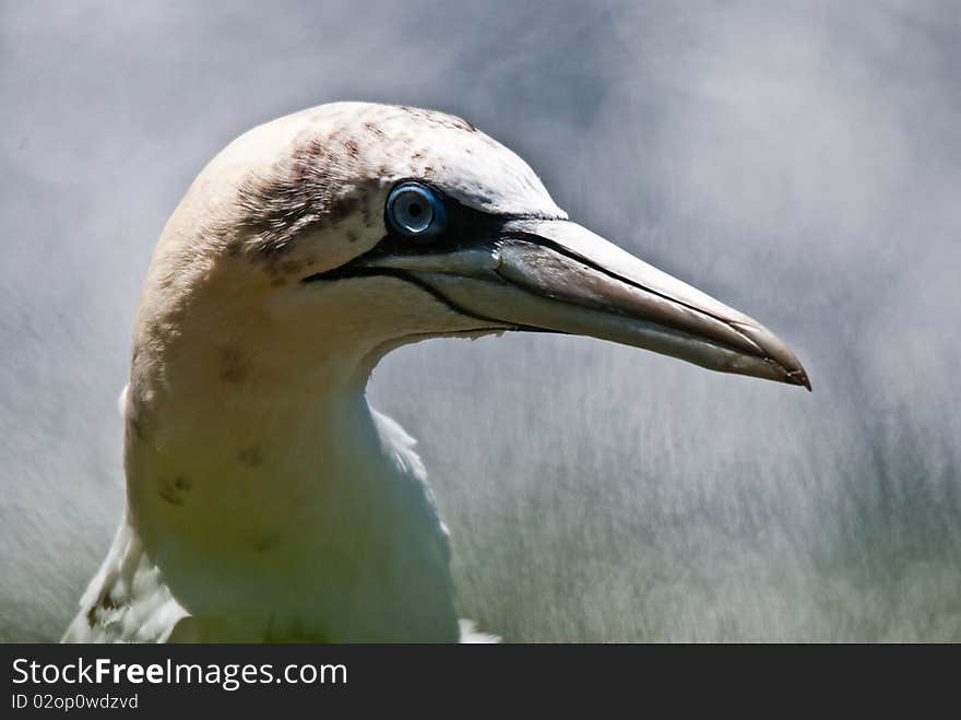 Gannet closeup