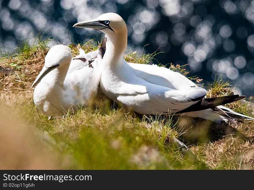 Gannet in their nest