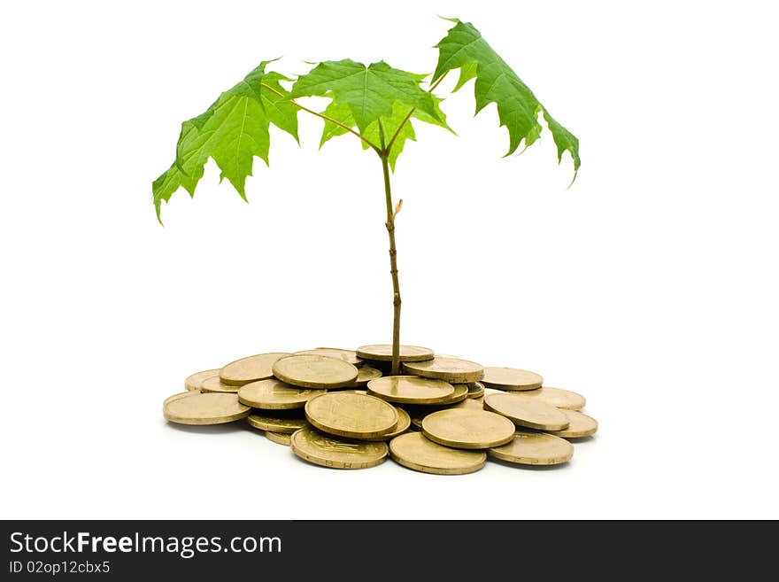 Coins and plant on a white background