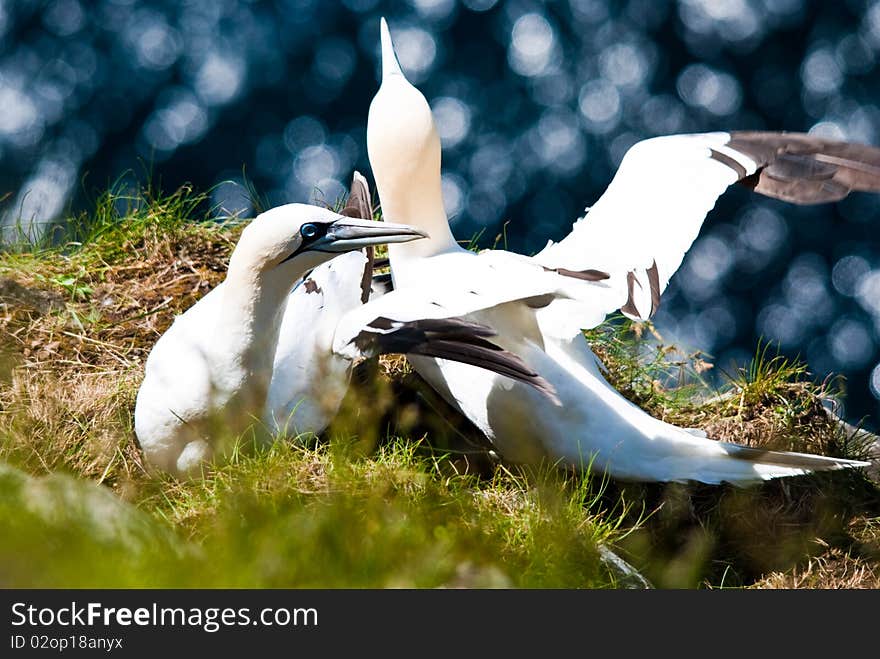 Gannet in their nest