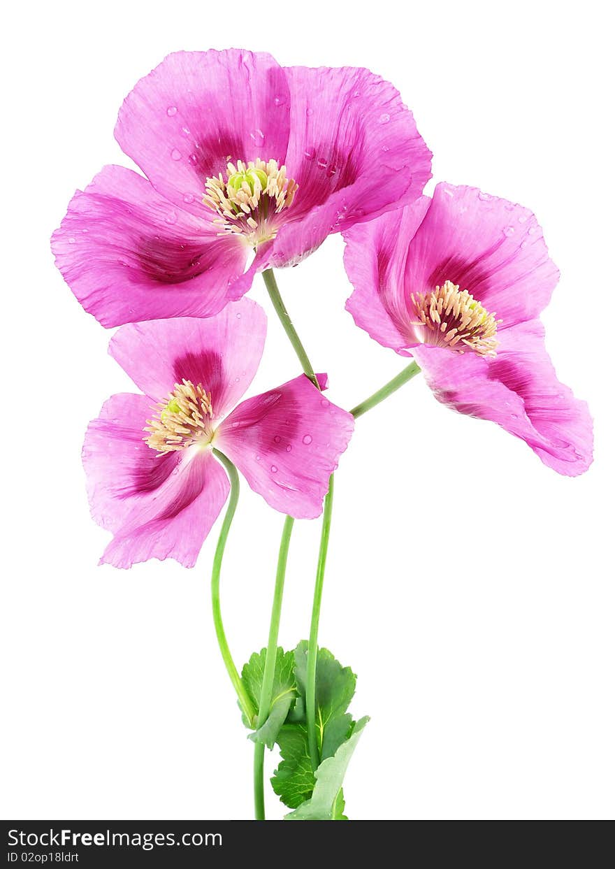 Three poppies isolated on white