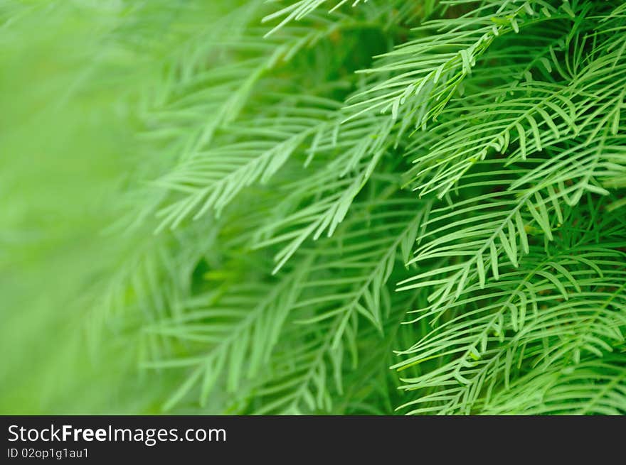 A macro shot from a fern plant, can use as a side border design