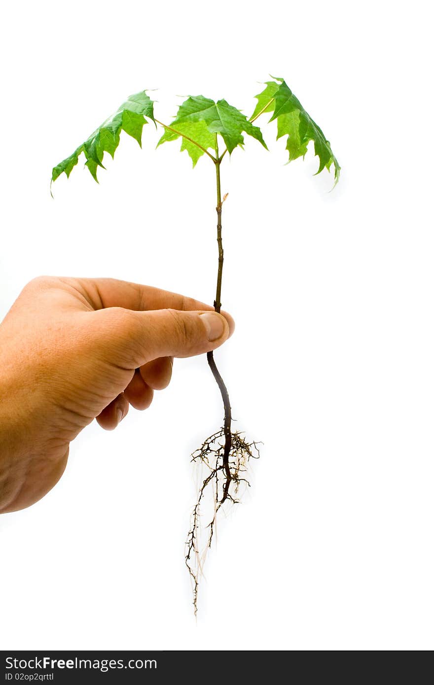 Green tree in a hand on a white background