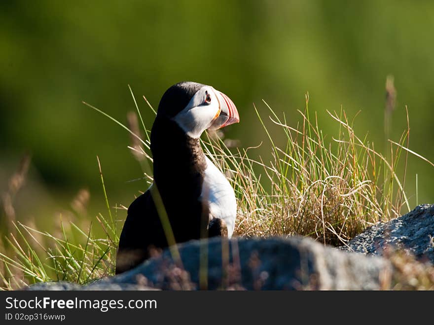 Closeup of a Atlantic Puffin behind grass looking towards the sun