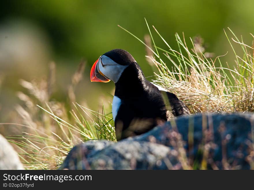 Closeup of a Atlantic Puffin behind grass looking towards the sun