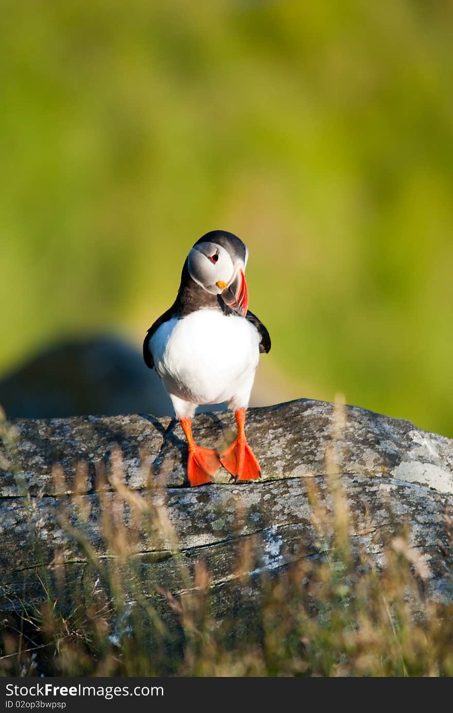 Closeup of a Atlantic Puffin on a blurry background