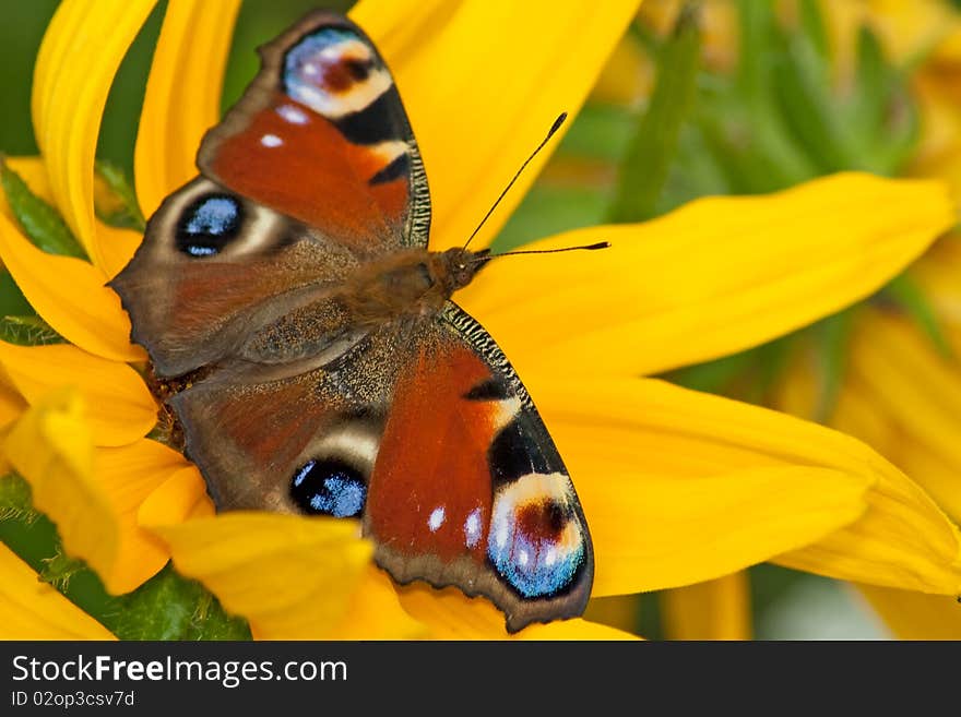 Butterfly on yellow flower of echinacea