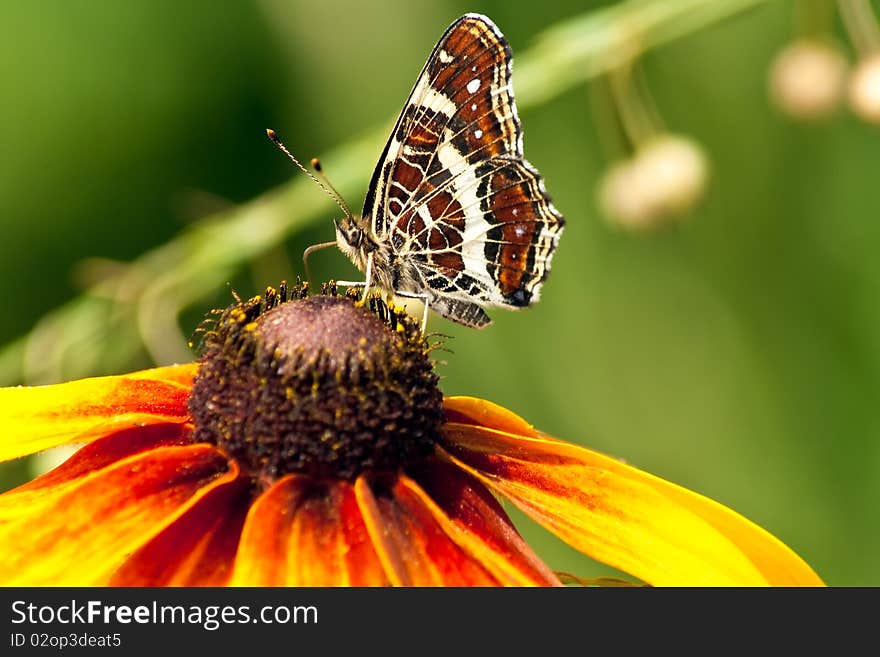 Beautiful butterfly with patterned wings on echinacea