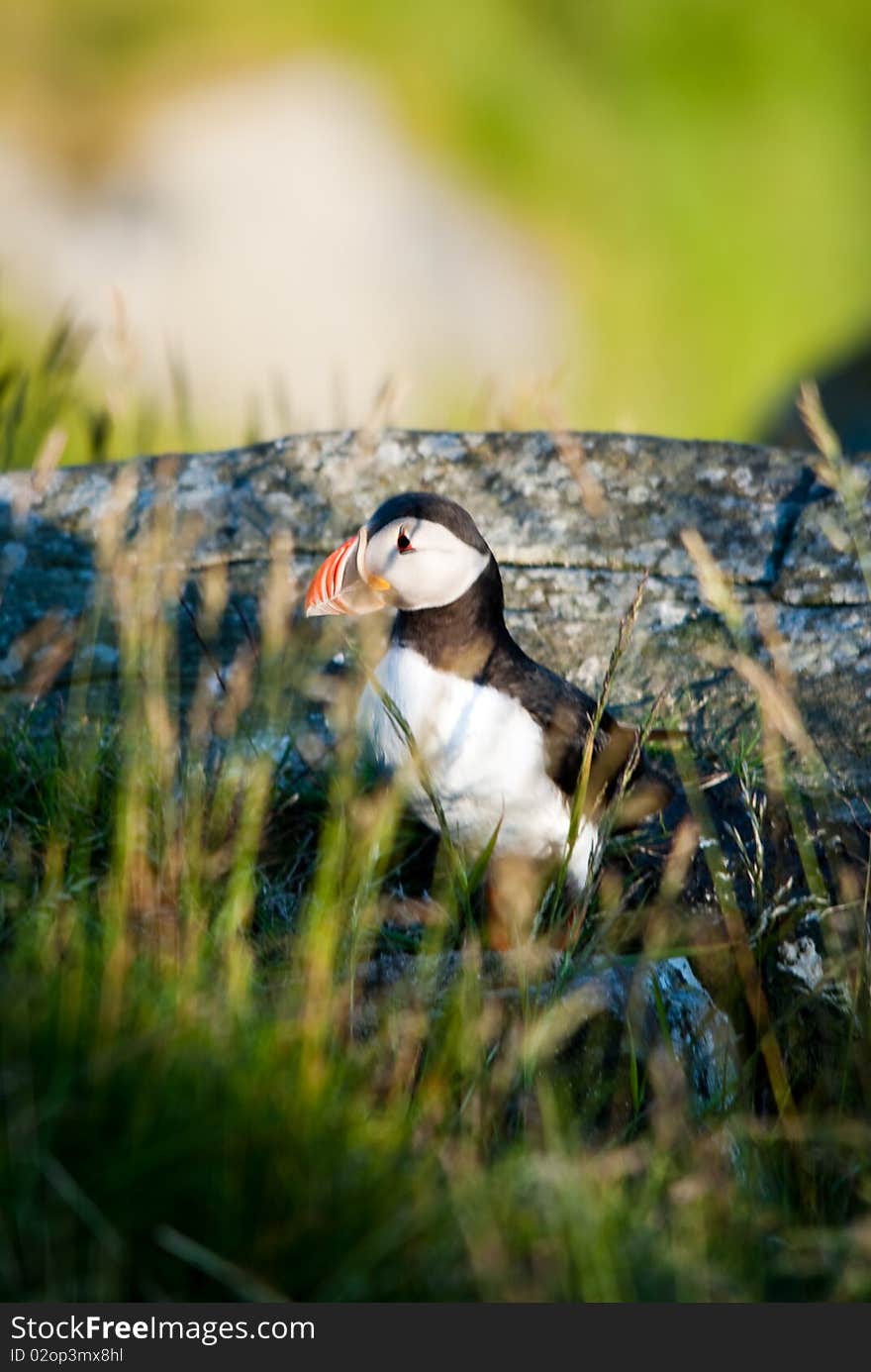 Closeup of a Atlantic Puffin behind grass