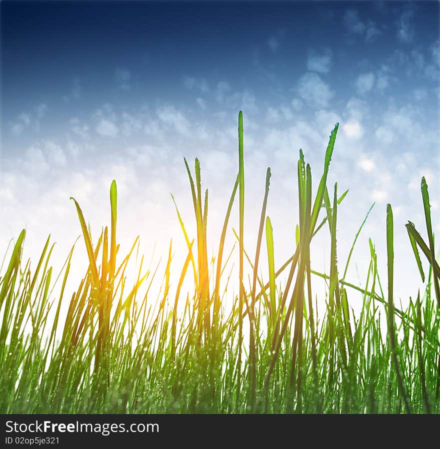 Green grass and blue sky with clouds