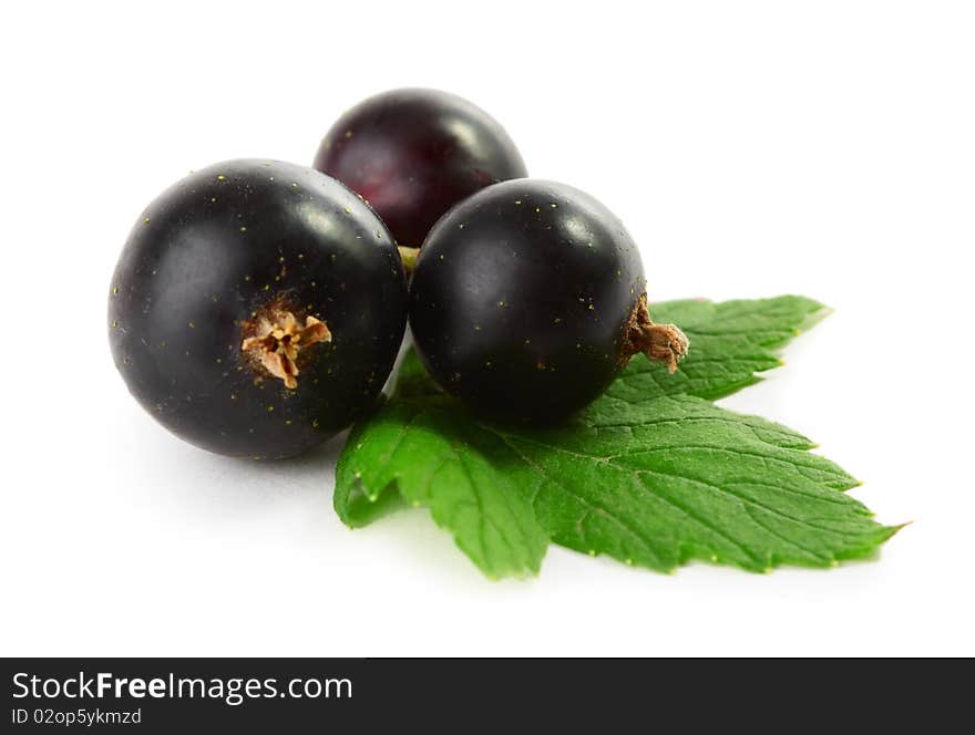 Black currant on white backround