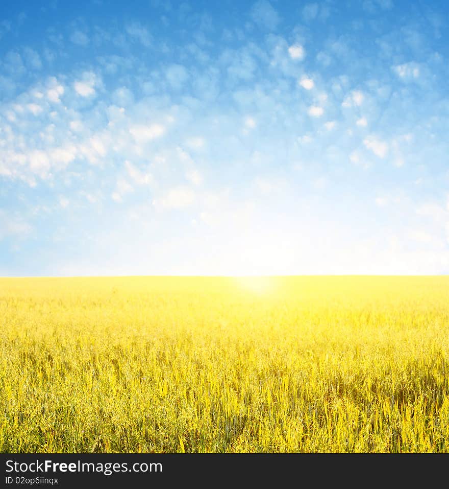 Yellow wheat and blue sky with clouds