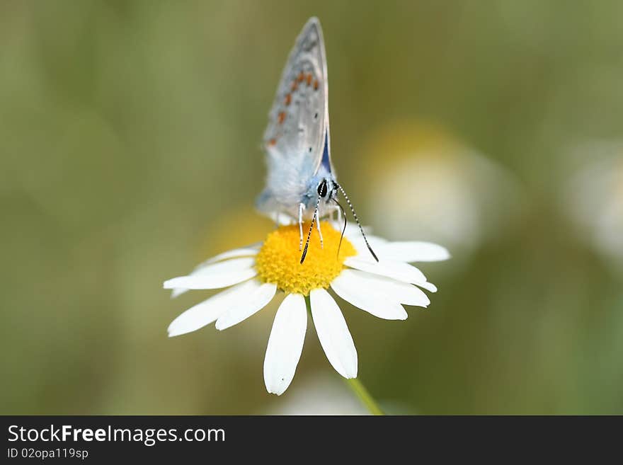 Cupido minimus extracting polen from a daisy