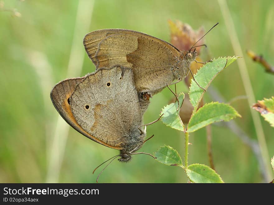 Mating Butterflies