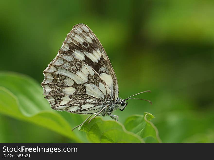 White butterfly waiting on a leave. White butterfly waiting on a leave.