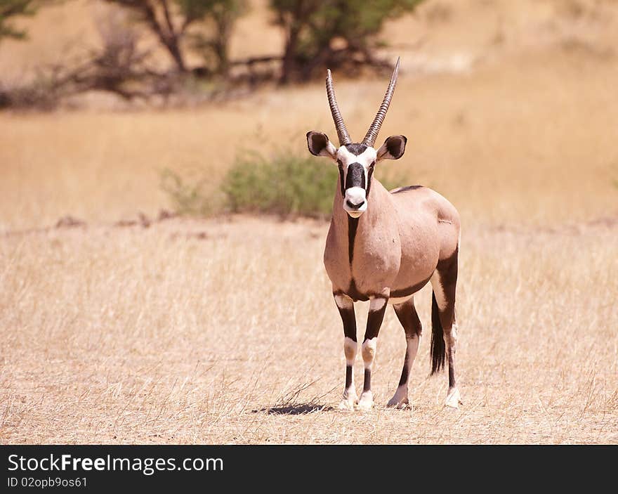 Single wild Gemsbok (Oryx Gazella) standing in the nature reserve in South Africa. Single wild Gemsbok (Oryx Gazella) standing in the nature reserve in South Africa