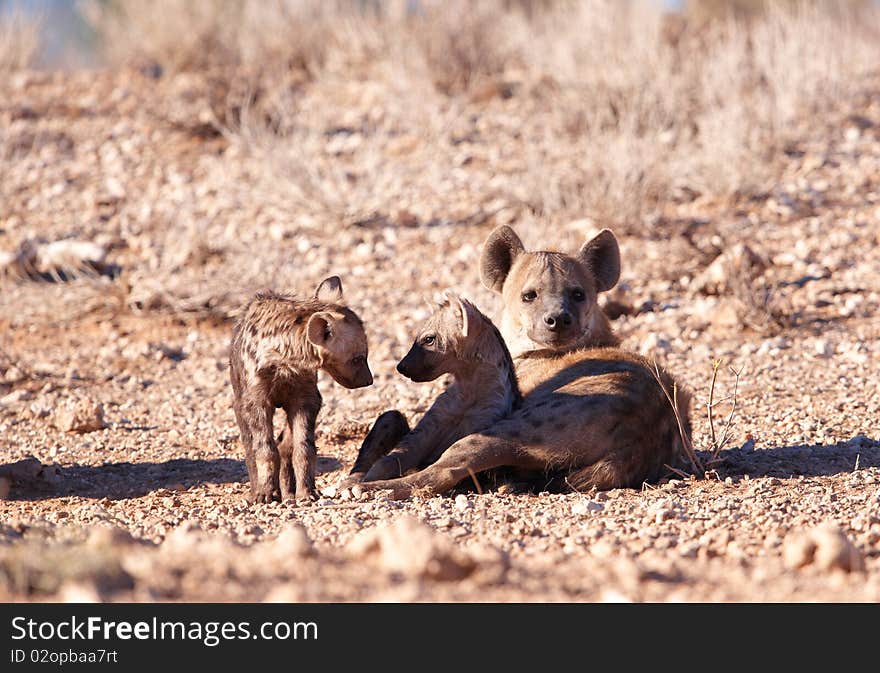 Spotted hyaena (Crocuta crocuta) family lying on the ground in South Africa