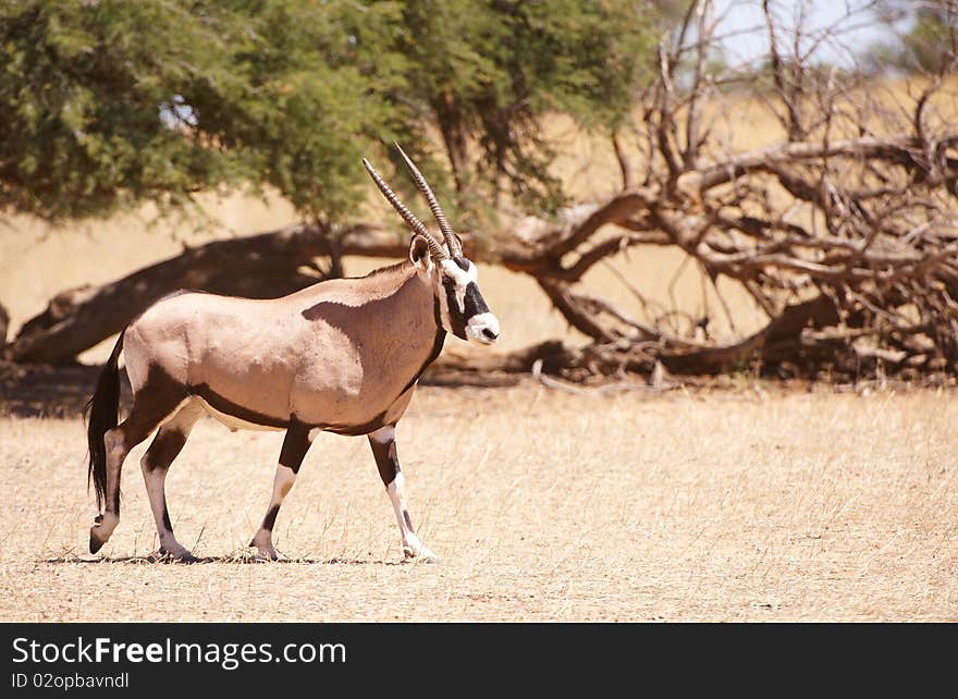 Single wild Gemsbok (Oryx Gazella) standing in the nature reserve in South Africa. Single wild Gemsbok (Oryx Gazella) standing in the nature reserve in South Africa