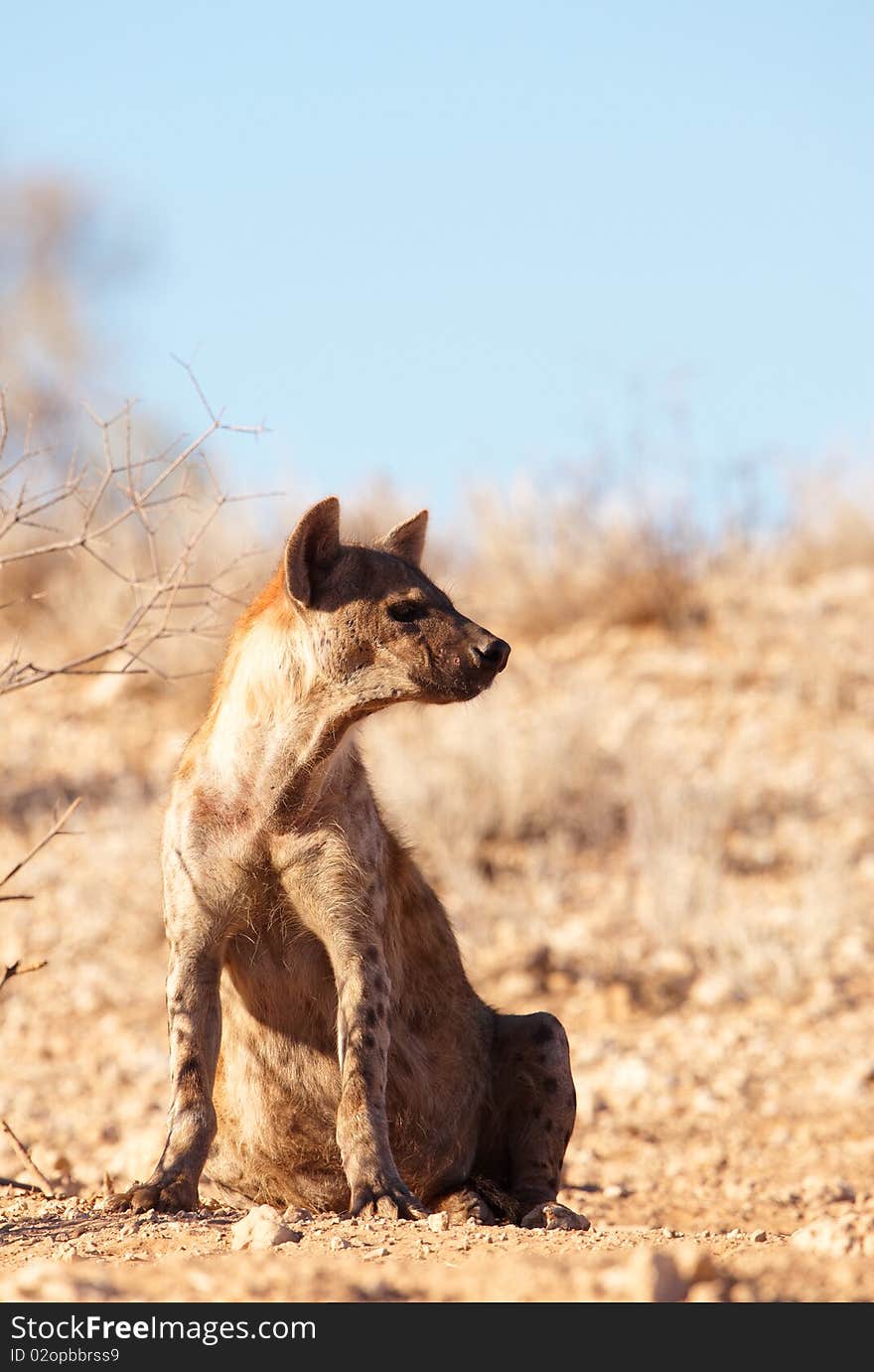 Spotted hyaena (Crocuta crocuta)