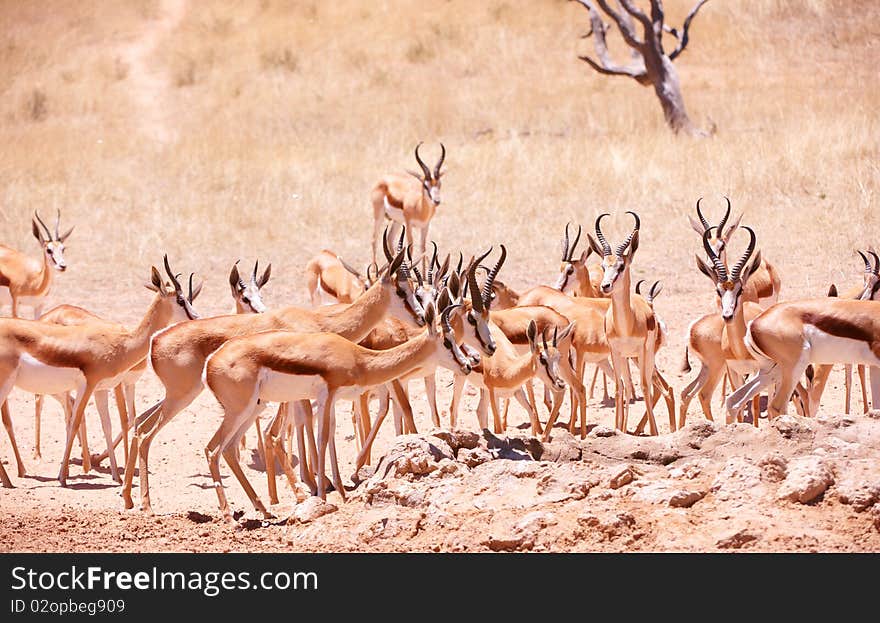 Large herd of Springbok (Antidorcas marsupialis) standing in the nature reserve in South Africa