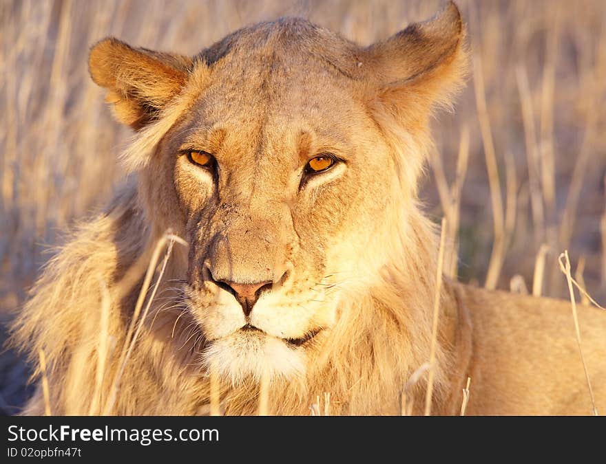 Lioness (panthera leo) lying in savannah in afternoon sun in South Africa. Lioness (panthera leo) lying in savannah in afternoon sun in South Africa