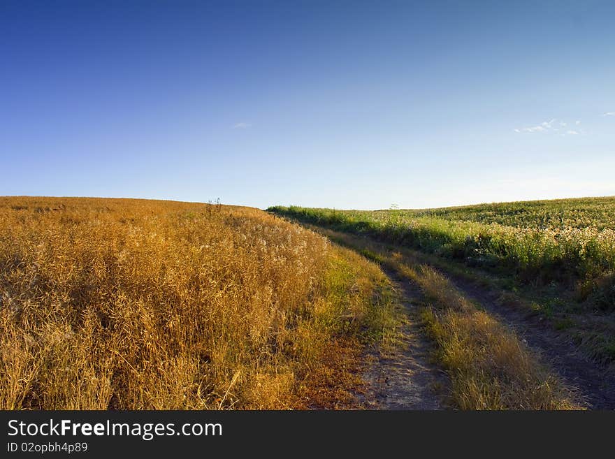 Oilseed rape field under the blue sky