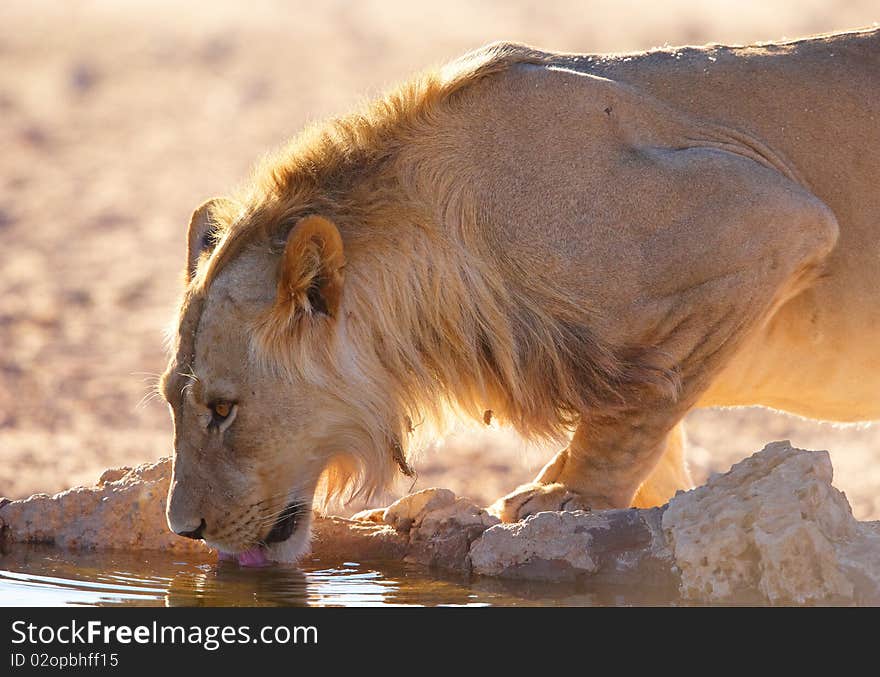 Single lioness (panthera leo) drinking water fom the water hole in savannah in South Africa