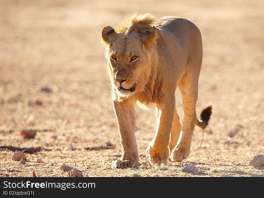 Lion (panthera leo) in savannah