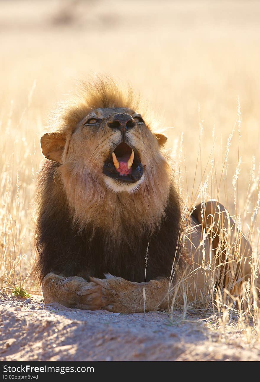 Lion (panthera leo) roaring in savannah in South Africa. Lion (panthera leo) roaring in savannah in South Africa