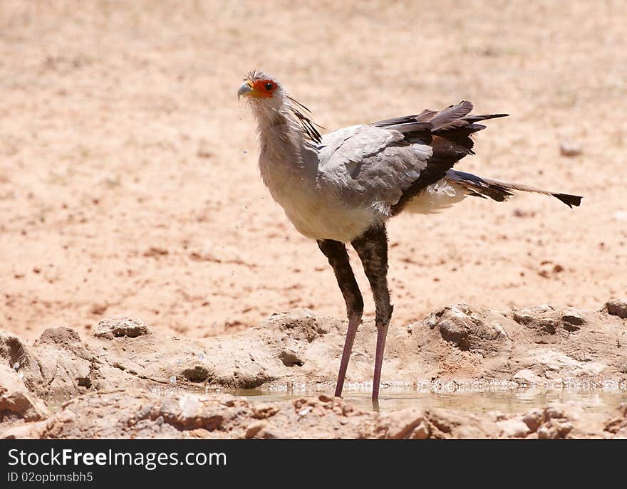 Secretary Bird (Sagittarius Serpentarius) drinking water from a pool in South Africa