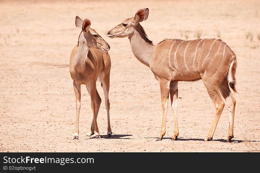 Group Of Kudu (Tragelaphus Strepsiceros)