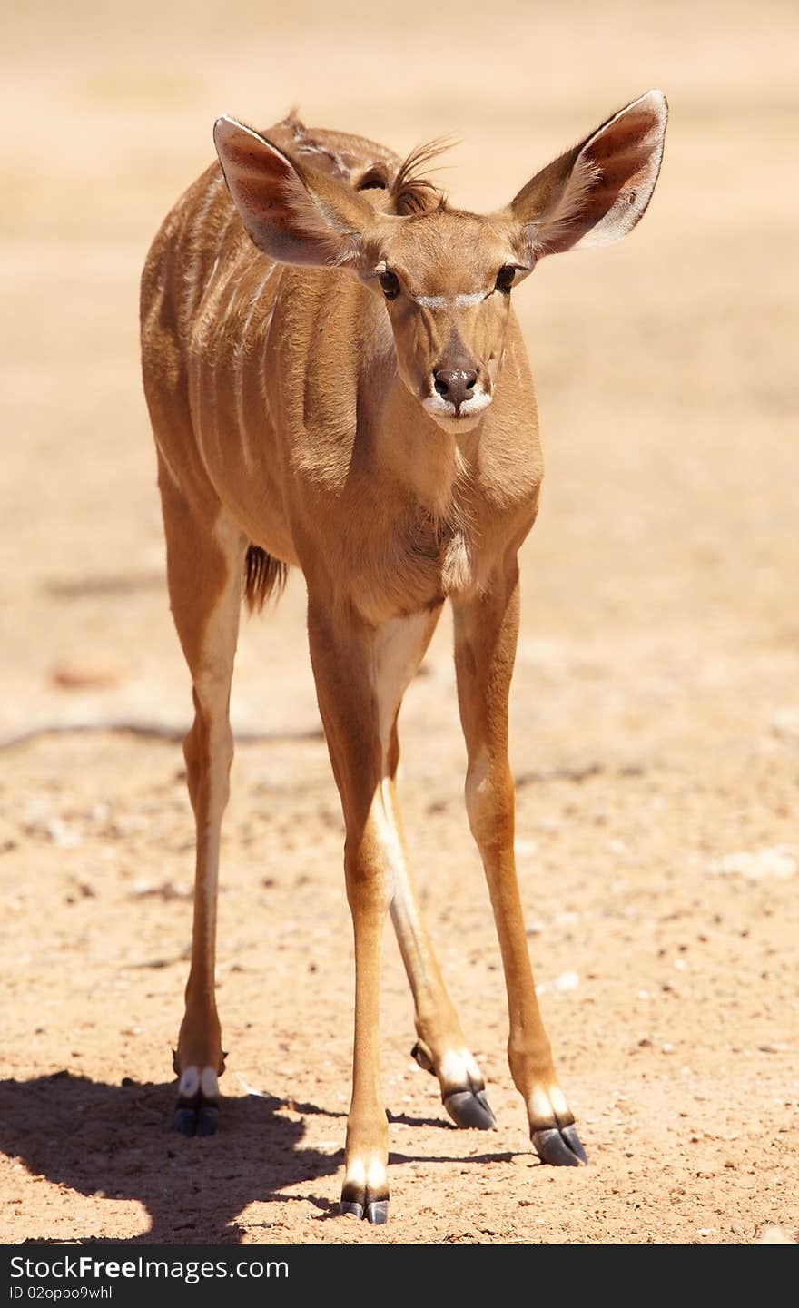 Single Kudu (Tragelaphus Strepsiceros)