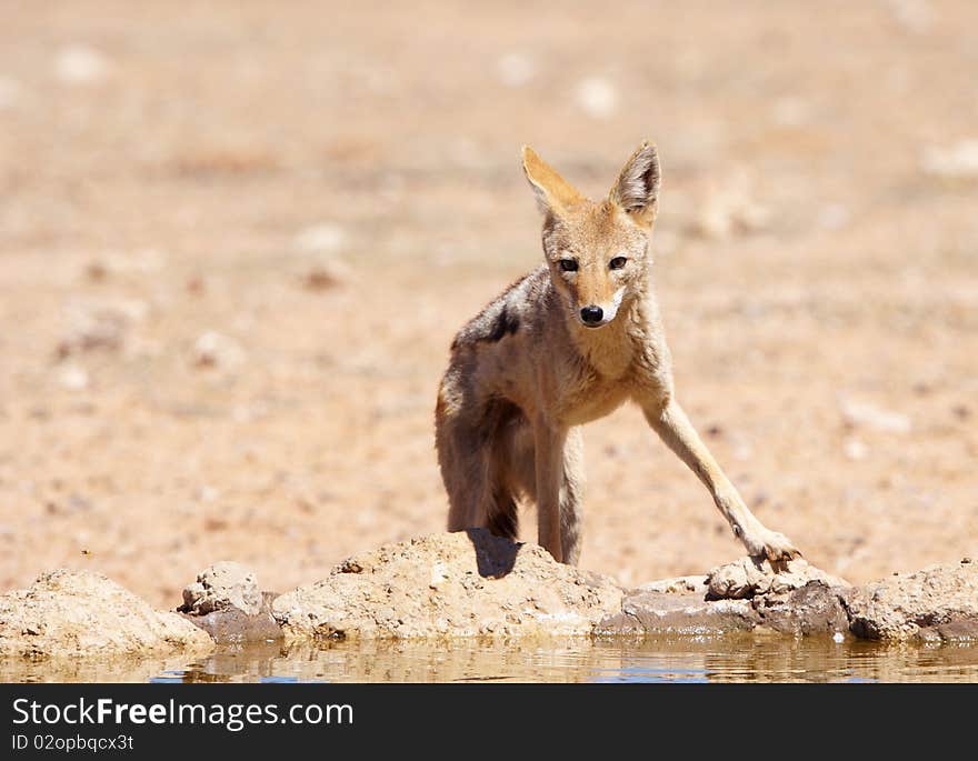 Black-backed Jackal (Canis mesomelas) drinking water from a dam in South Africa