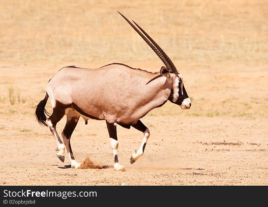 Single wild Gemsbok (Oryx Gazella) standing in the nature reserve in South Africa. Single wild Gemsbok (Oryx Gazella) standing in the nature reserve in South Africa