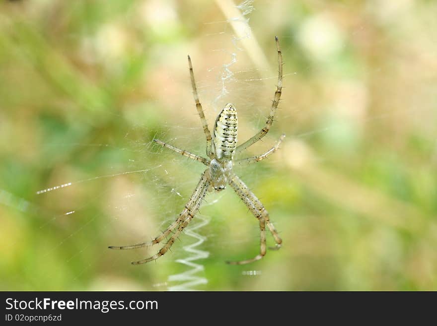 Wasp spider