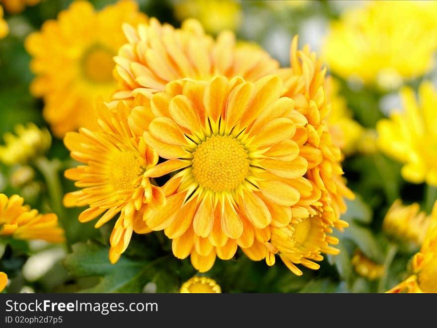 Bright yellow daisies in a planter