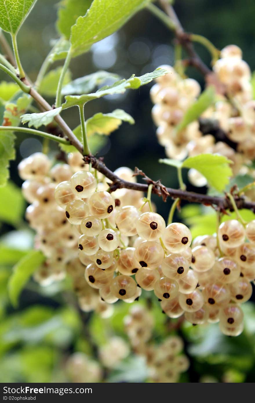 White Currants 1