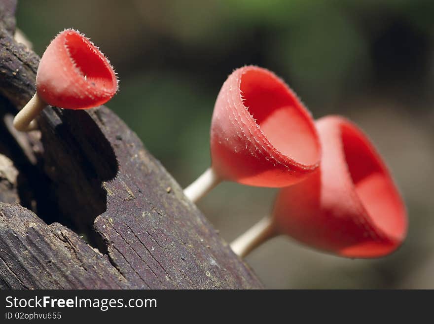 Mushroom Champagne