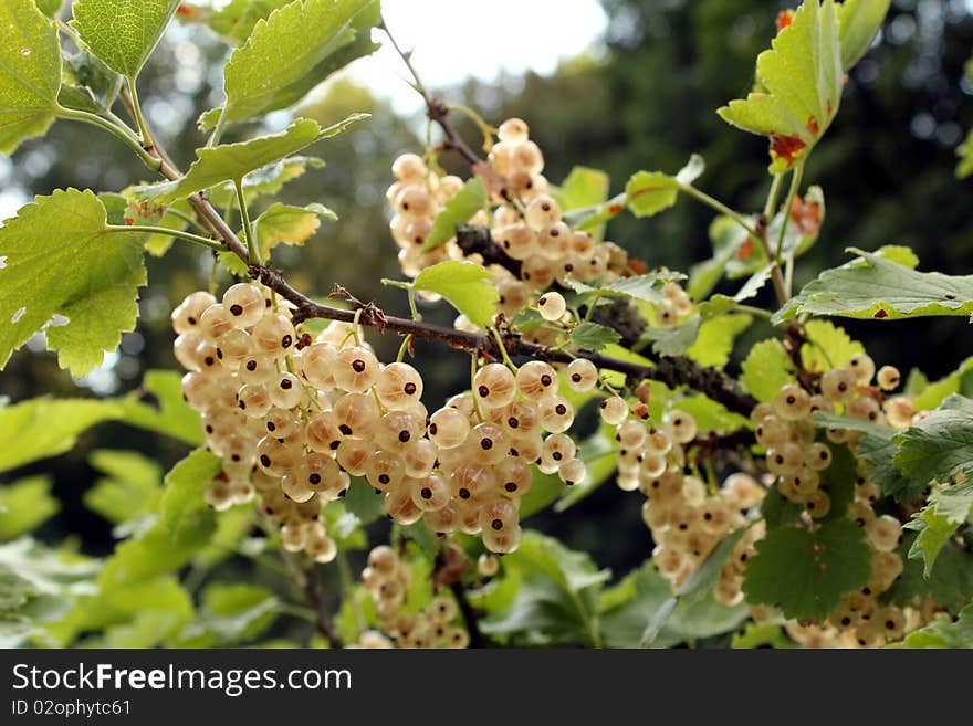 White Currants 2