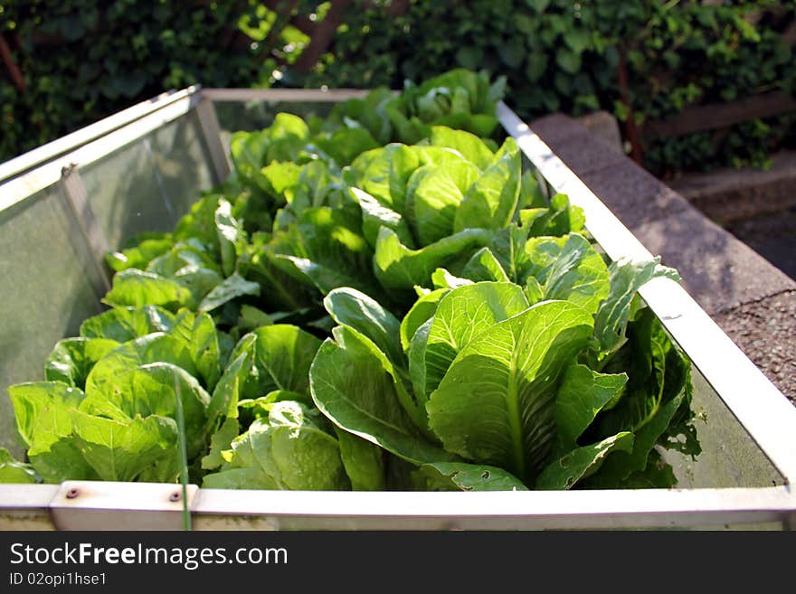 Salad Box Garden