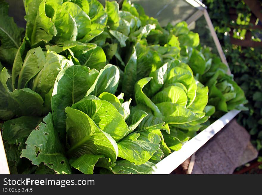 An plain salad box filled with green. An plain salad box filled with green