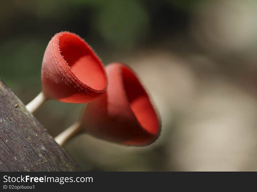 Mushroom Champagne