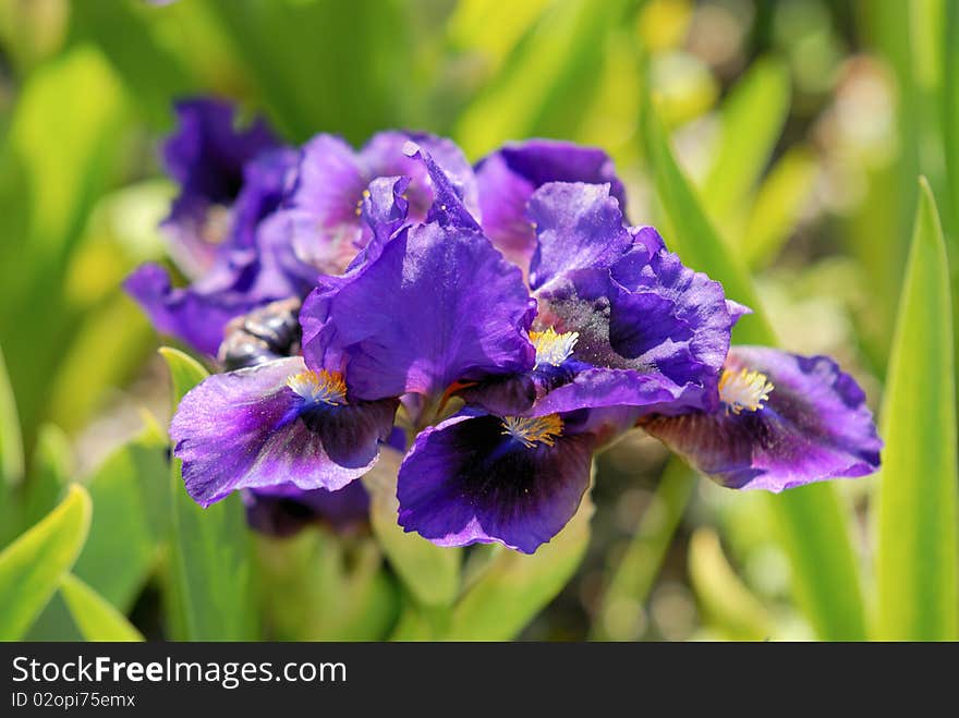 Irises In The Garden