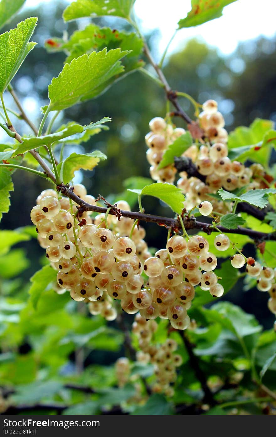 White Currants 3